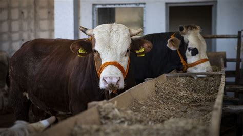 İ­s­p­a­n­y­a­,­ ­e­t­ ­t­ü­k­e­t­i­m­i­n­i­ ­d­ü­ş­ü­r­m­e­y­i­ ­h­e­d­e­f­l­i­y­o­r­